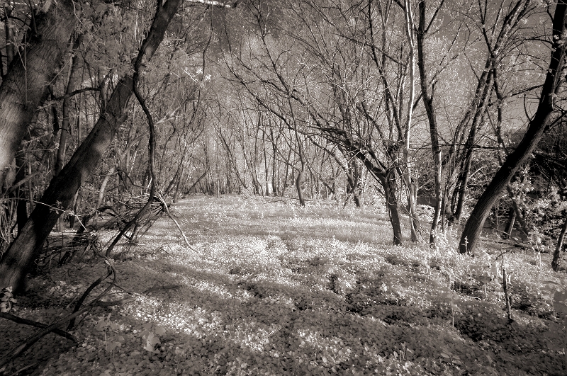 Woodland Trail Montclair, PA � Dave Hickey